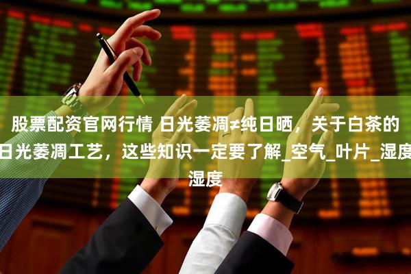股票配资官网行情 日光萎凋≠纯日晒，关于白茶的日光萎凋工艺，这些知识一定要了解_空气_叶片_湿度